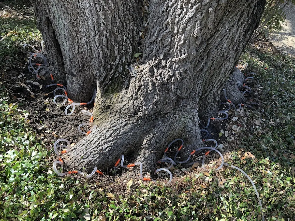 Detailed Tree Cabling and Bracing job site in Cornwall