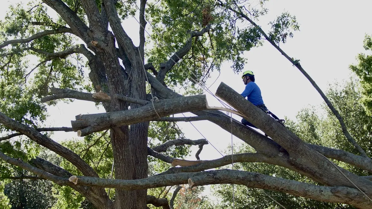 Professional Crown Thinning performed by certified arborists in Cornwall